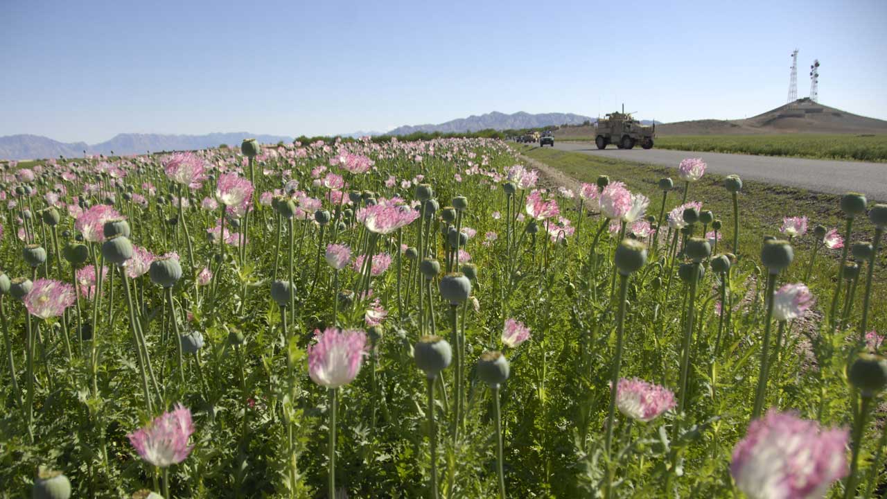 Opium fields ready for harvesting are the target of poppy eradication by Afghan National Security Forces in Bala Baluk district on April 15, 2009. (Photo by U.S. Navy Petty Officer 1st Class Monica R. Nelson, ISAF, licensed under CC BY 2.0)