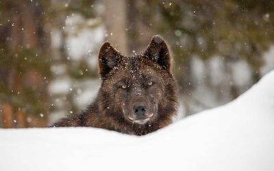 What the Wolves of Yellowstone Teach Us about Complex Systems